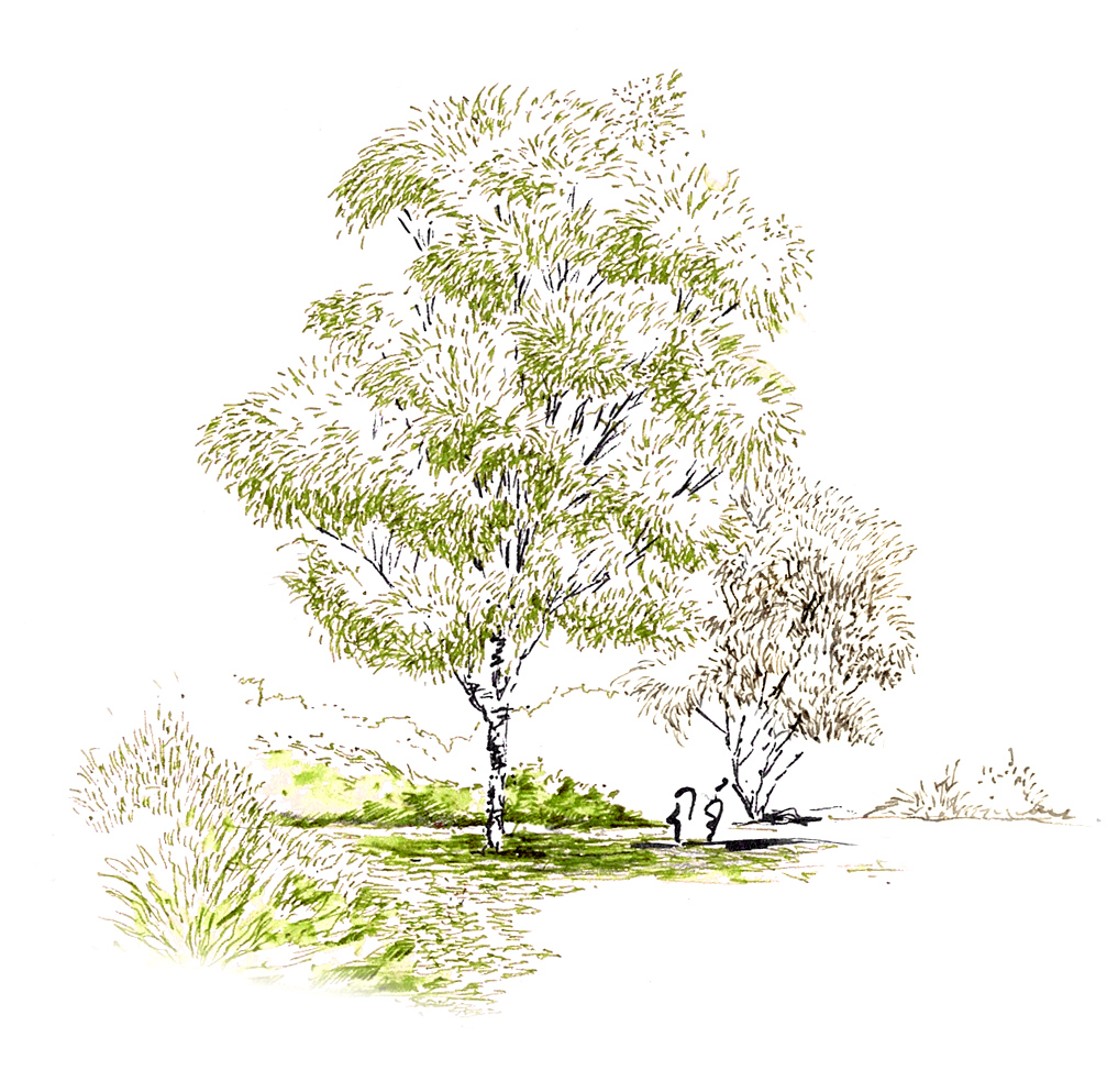 Baum 23